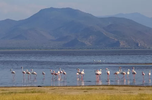 Best Lake Manyara day trip safari tour