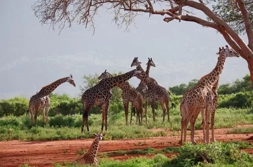 Best Arusha National Park day trip