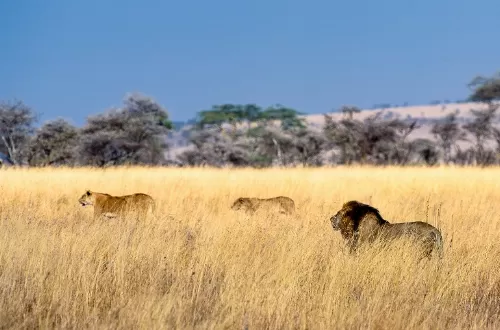 Best 4 days Tanzania safari packages 2023 and 2024