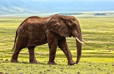 Tanzanian Elephant