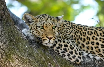 Tanzanian Leopard