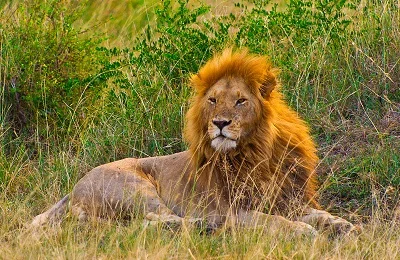 Tanzanian Lion