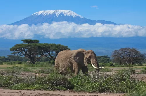 Best climbing kilimanjaro and serengeti safari combo 2024 and 2025