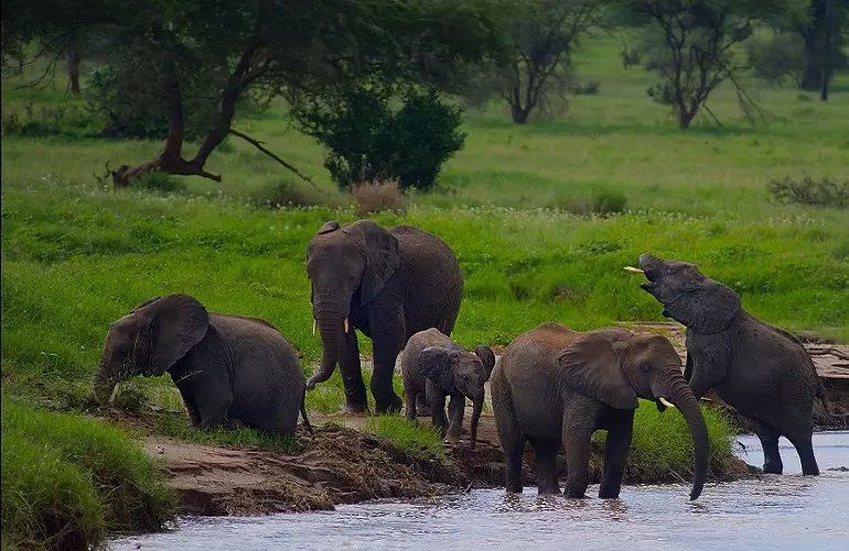 Tarangire day trip to Elephant Paradise: the best African safari