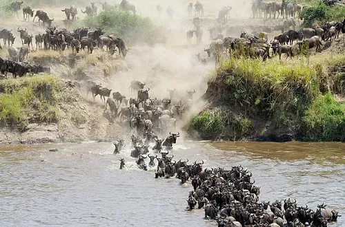 Best 9 days Serengeti migration safari 2024/2025