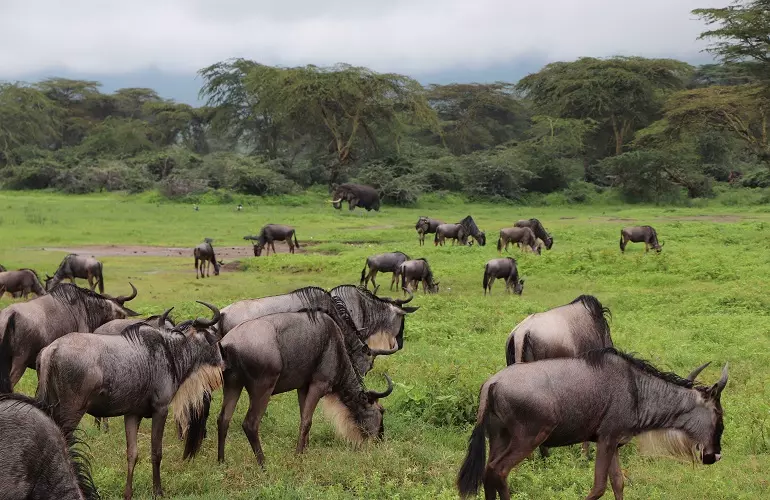 5 days Serengeti tour for the great wildebeest migration safari in April and May