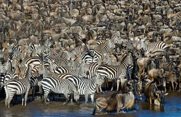 Serengeti Migration Safari in July 2024/2025: Expert Insights