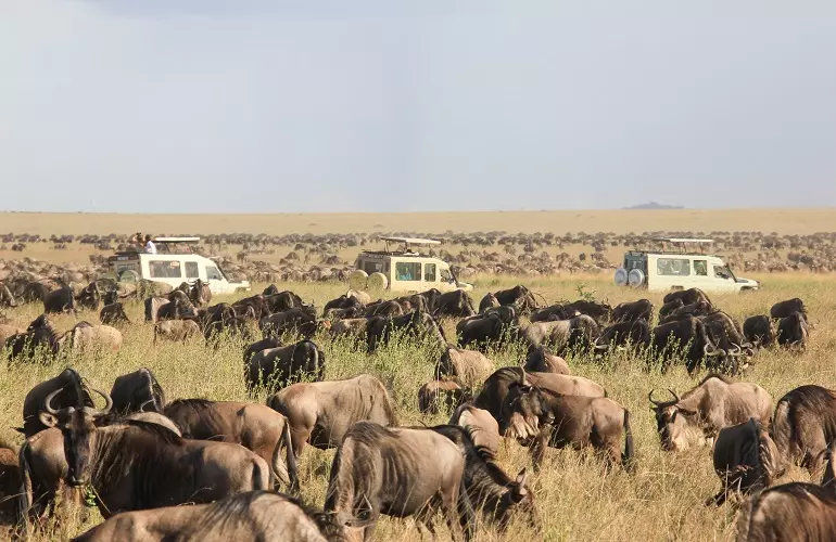 Top 10 interesting facts about wildebeest migration in the world