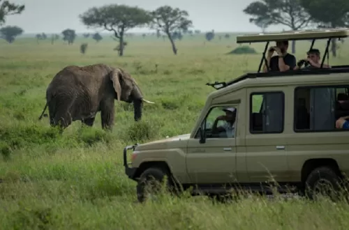 6 days Tanzania safari to see elephants