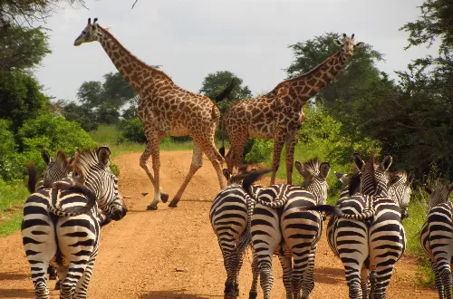 Experience the Best of Wildlife: 3 Days Tanzania Photographic Safari