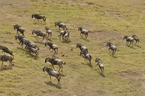 Best Serengeti safari from Zanzibar