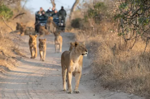 3 days Kruger safari