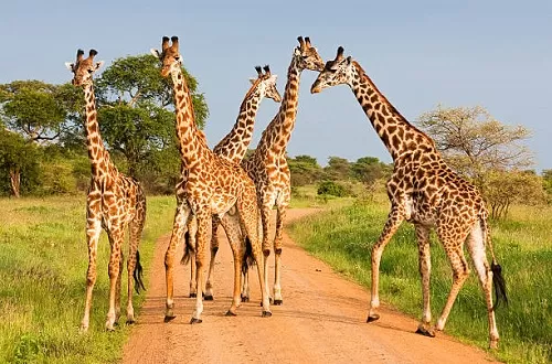 Ultimate Tanzania safari group tours in September 2024