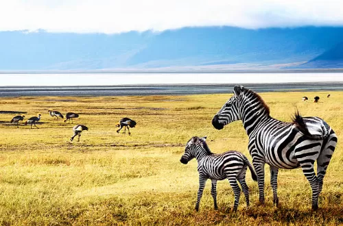 Best Tanzania safari group join in July 2025 and departure dates