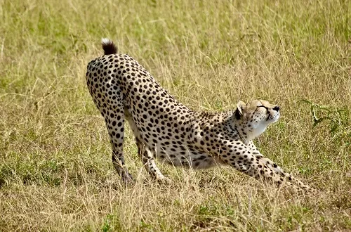 2 Days Tanzania Private Safari