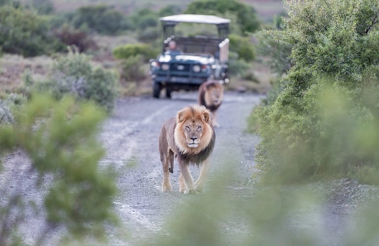 5 days private safari in Tanzania to Tarangire, Serengeti, Ngorongoro Crater, and Manyara